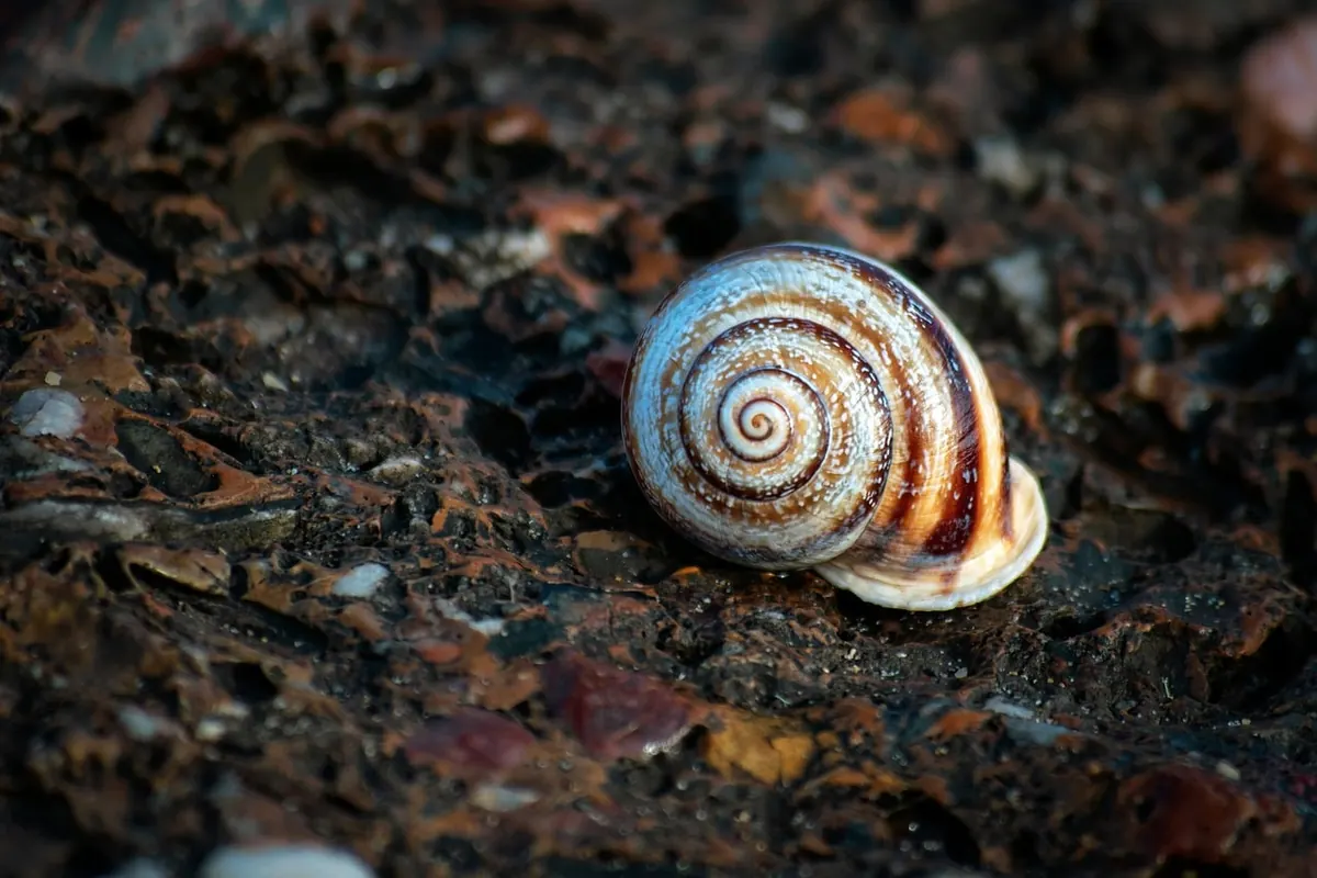 Autumn Beachcombing: What Washes Up and How to Identify It